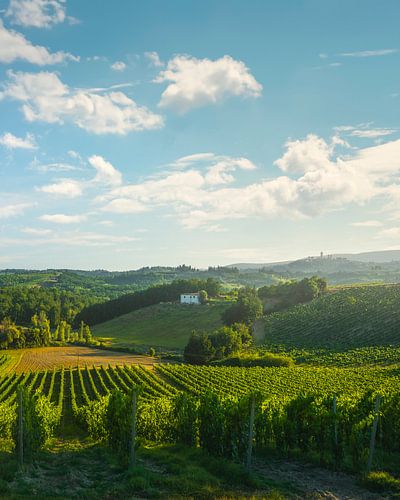 Wijngaarden op het platteland van San Gimignano, Toscane
