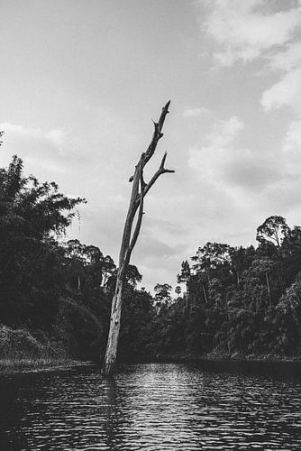 Ontdek de Natuurlijke Schoonheid van Cheow Lan Lake