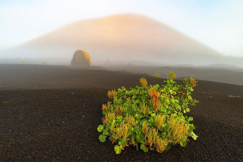 Canary Island Ampulla, Lanzarote by Walter G. Allgöwer