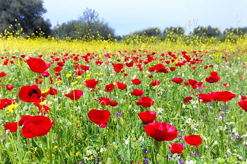 Landschaft mit roten Mohnblumen und gelben Rapspflanzen in der Sommersaison
