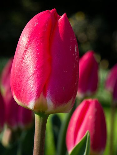 Tulp in de Keukenhof