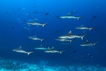 Grey reef sharks in the channel by Norbert Probst