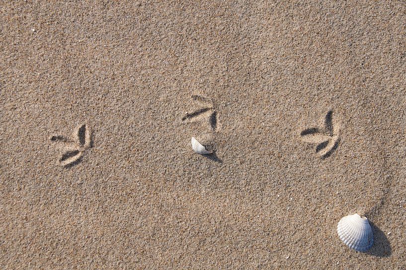 Bird paw prints on the sandy beach by Ad Jekel