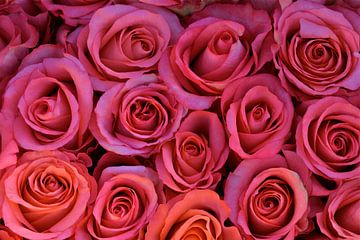 Roses sur Ron Steens