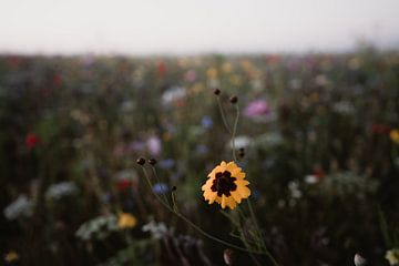 Yellow wildflower in a field of colorful wildflowers by sonja koning