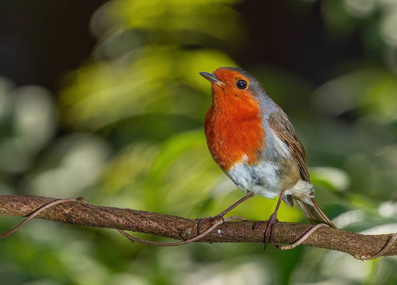 Robins by arnemoonsfotografie