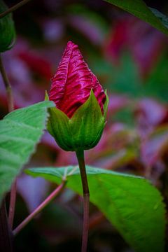 Chinesische Rose in der Knospe