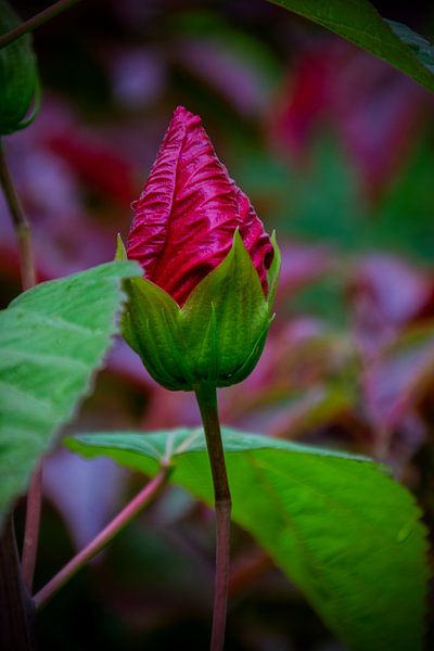 Chinesische Rose in der Knospe von FotoGraaG Hanneke