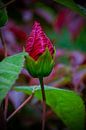 Chinesische Rose in der Knospe von FotoGraaG Hanneke Miniaturansicht