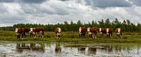 Dutch landscape, Hereford cows, Fochteloërveen, Drenthe