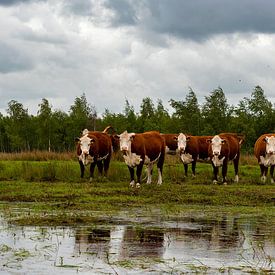 Nederlands landschap, Hereford koeien, Fochteloërveen, Drenthe van Mark de Weger