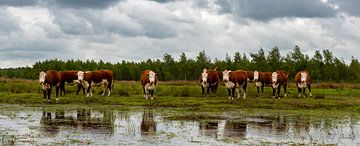 Niederländische Landschaft, Hereford-Kühe, Fochteloërveen, Drenthe