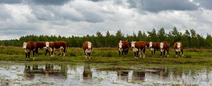 Dutch landscape, Hereford cows, Fochteloërveen, Drenthe by Mark de Weger