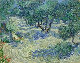 Olivenhain - Vincent van Gogh von 1000 Schilderijen Miniaturansicht