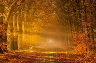 Waldweg im Herbst von Ron Buist Miniaturansicht