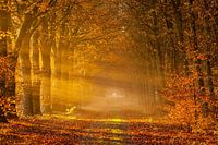 Forest path in autumn