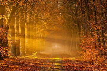Chemin forestier en automne sur Ron Buist