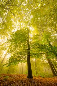 Atmosphärischer Wald im Herbst mit Nebel in der Luft