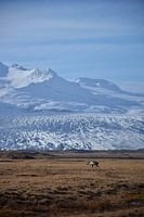 A reindeer for a glacier in East Iceland