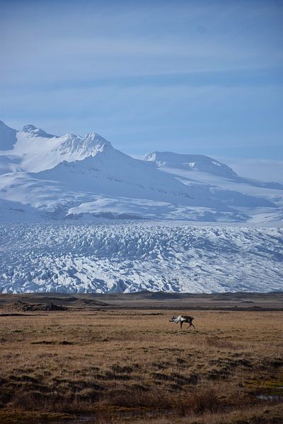 Een rendier voor een gletsjer in oost-IJsland van Elisa in Iceland