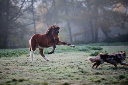 Dancing Foal
