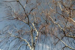 Arbre au printemps