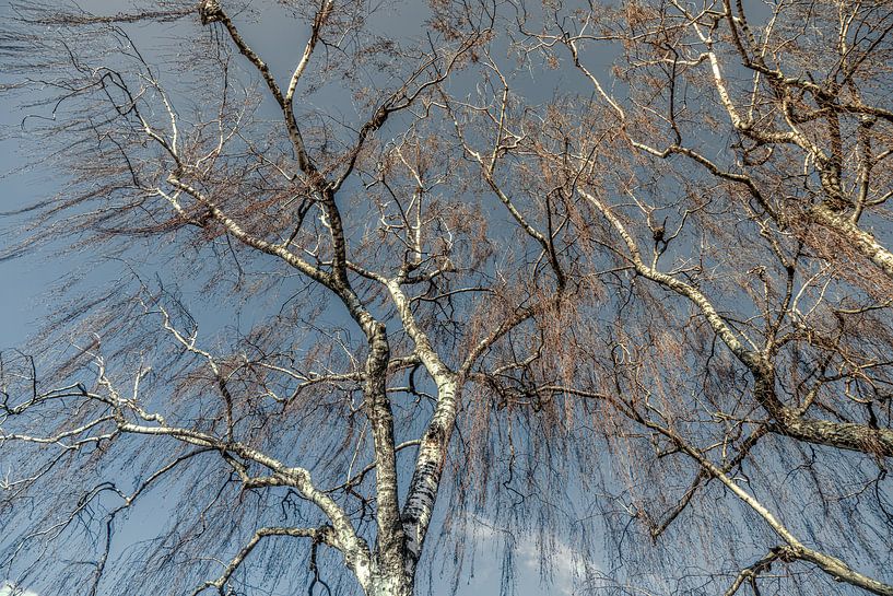 Boom in de lente van Marijke de Leeuw - Gabriëlse