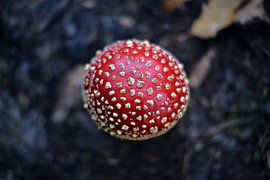 Fliegenpilz von Inge van der Hart Fotografie