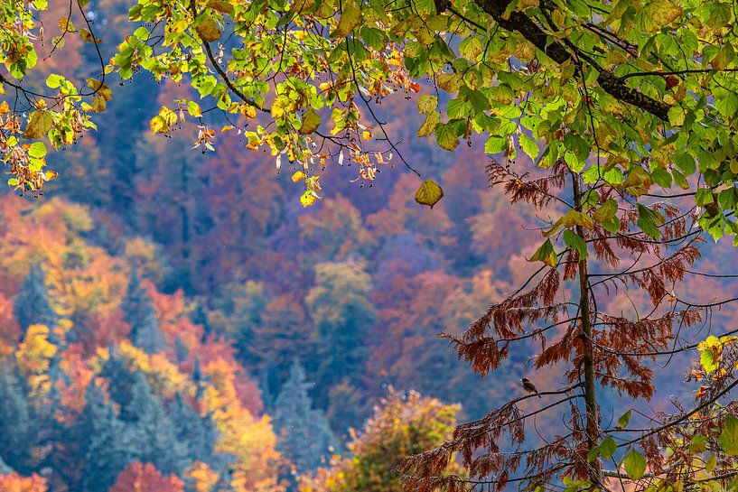 Autumn glow in the canopy by Photoart-Naegele