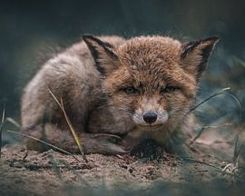 Fox cub after a rainstorm by Patrick van Bakkum