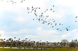 Vogelschwarm. von Brian Morgan