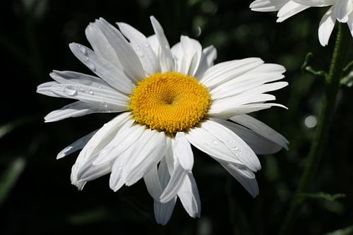 Une belle fleur avec la pluie