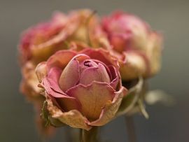 fleurons séchés sur Esther van Stiphout