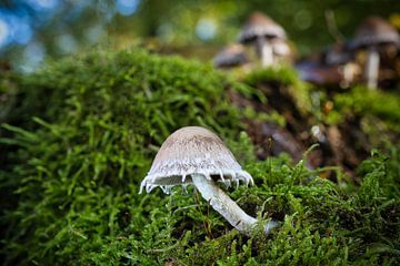 Zicht op paddenstoelen in een holle boom van Andreas Völkel