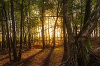 Mystic forrest