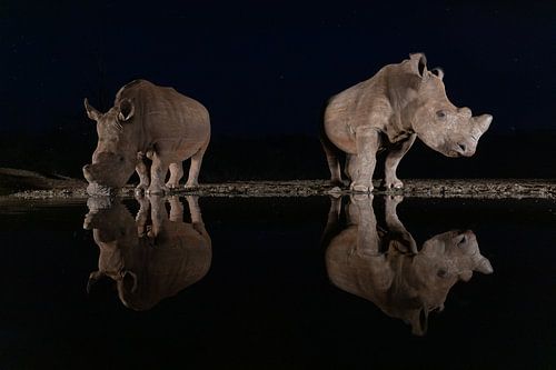 Two white rhinoceroses in the dark near a stream