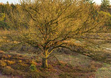 Echtenerzand - Ruinen - Drenthe (Nederland) van Marcel Kerdijk