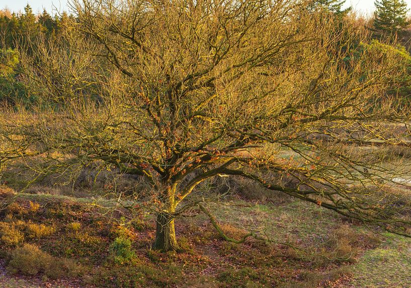 Echtenerzand - Ruinen - Drenthe (Netherlands) by Marcel Kerdijk