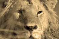 Lion hunters look van Roland Smeets thumbnail