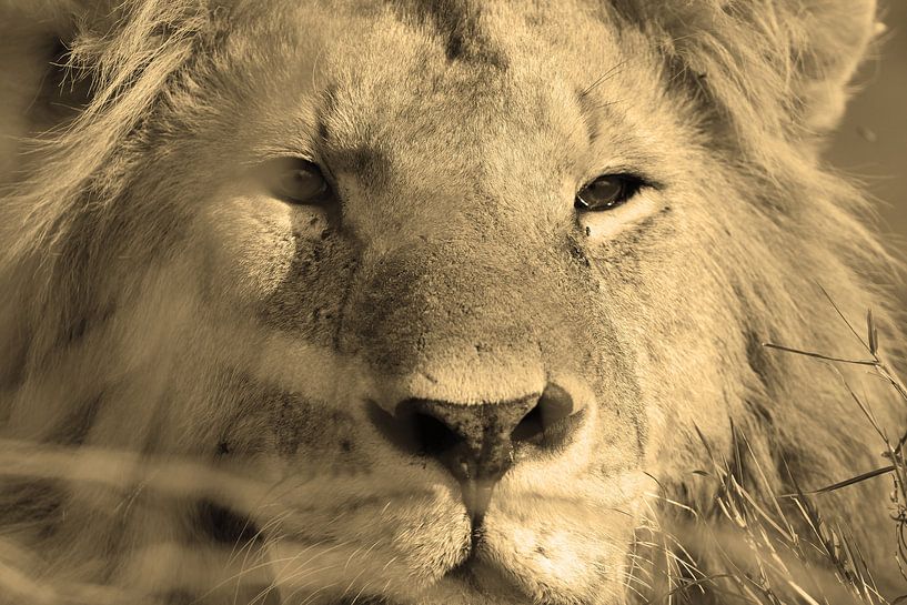Lion hunters look van Roland Smeets