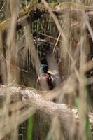 Wilde Ente gefangen