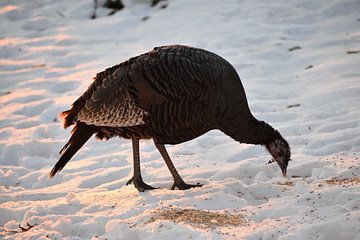 A wild turkey in winter by Claude Laprise