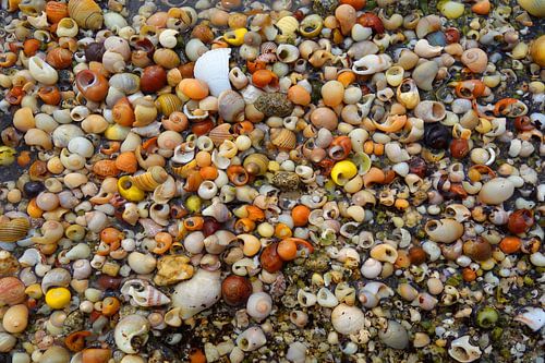 Mosaïque naturelle réalisée à partir de coquilles d'escargots vides