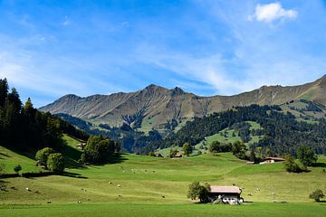 Groene oase van rust in de Zwitserse Alpen van Eefje's Images