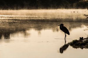 Grote Purperreiger in de ochtenddauw Zuid Afrika sur Rob Smit