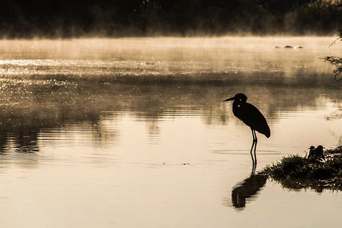 Grote Purperreiger in de ochtenddauw Zuid Afrika