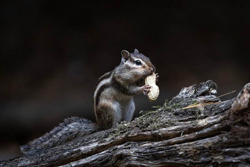 Photographie de la nature par Marieke Deinum