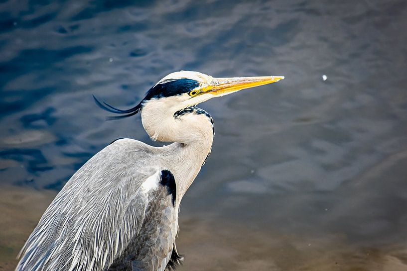 Grey heron head by Dieter Walther