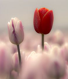 de lente is begonnen von Michel Knikker