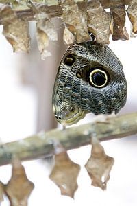 Caligo Teucer - Euleschmetterling
